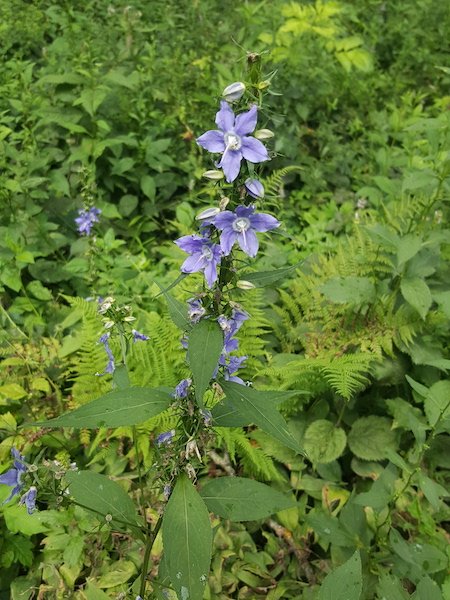 campanula_americana.jpg