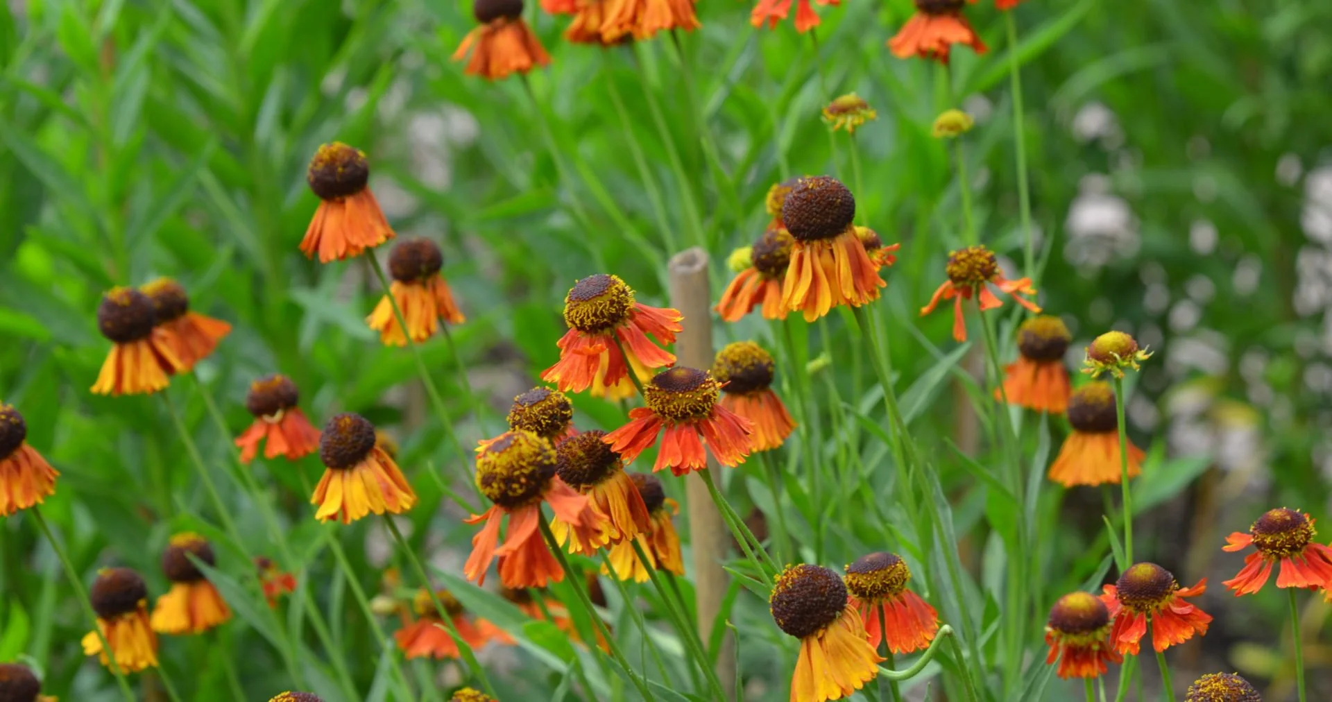 Helenium 'Moerheim Beauty'.jpg