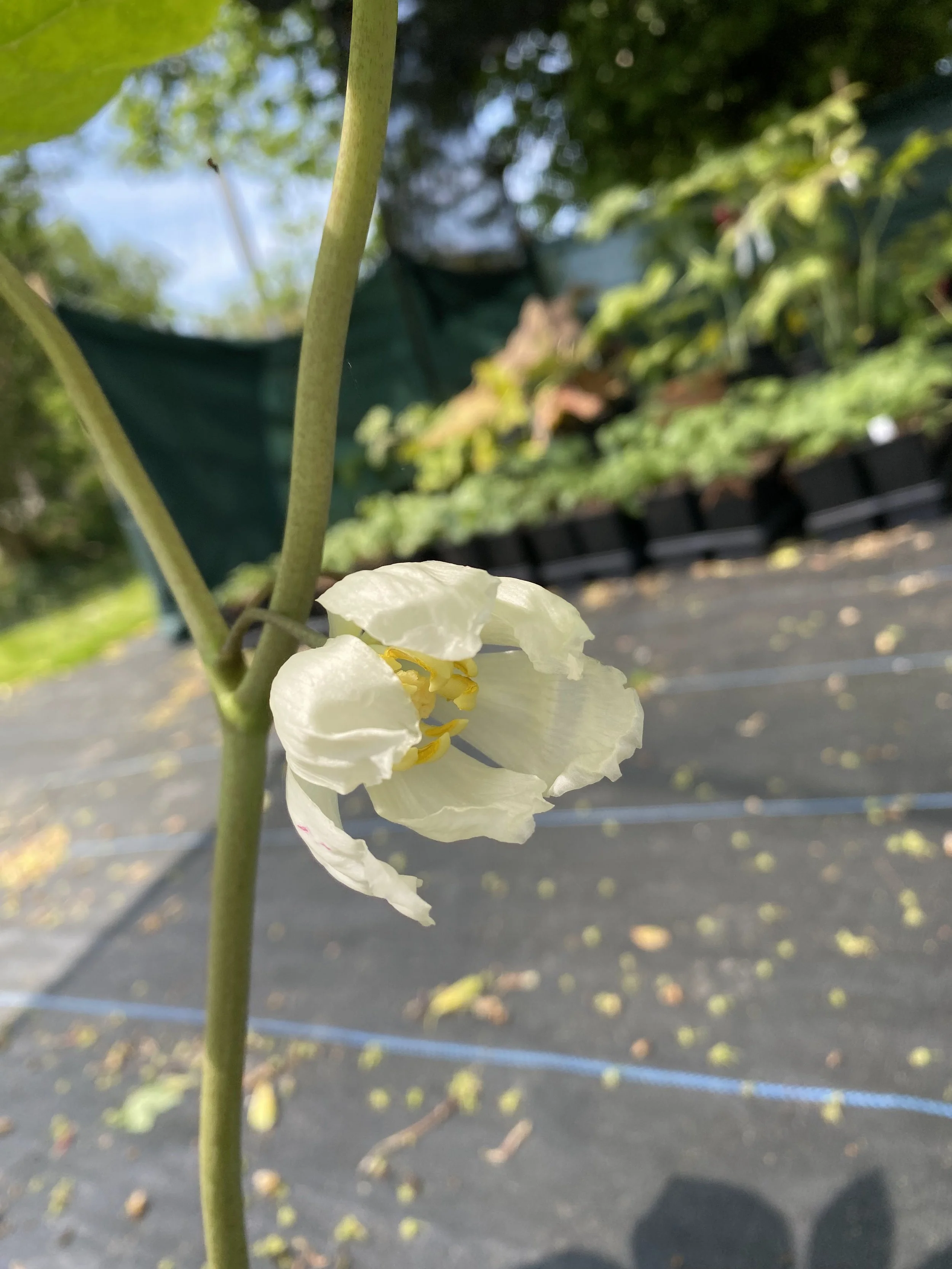 inexpectatum flower.jpeg