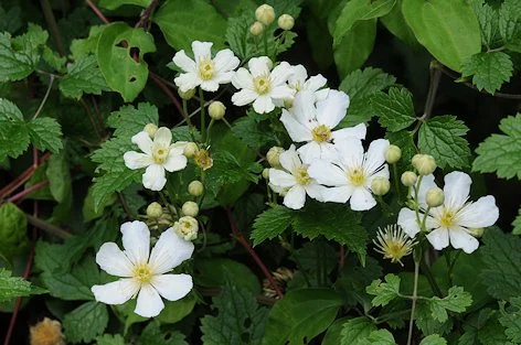 Clematis potaninii.jpg