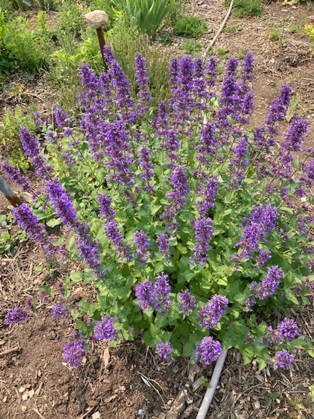 Hill Grounds Flowers.JPG