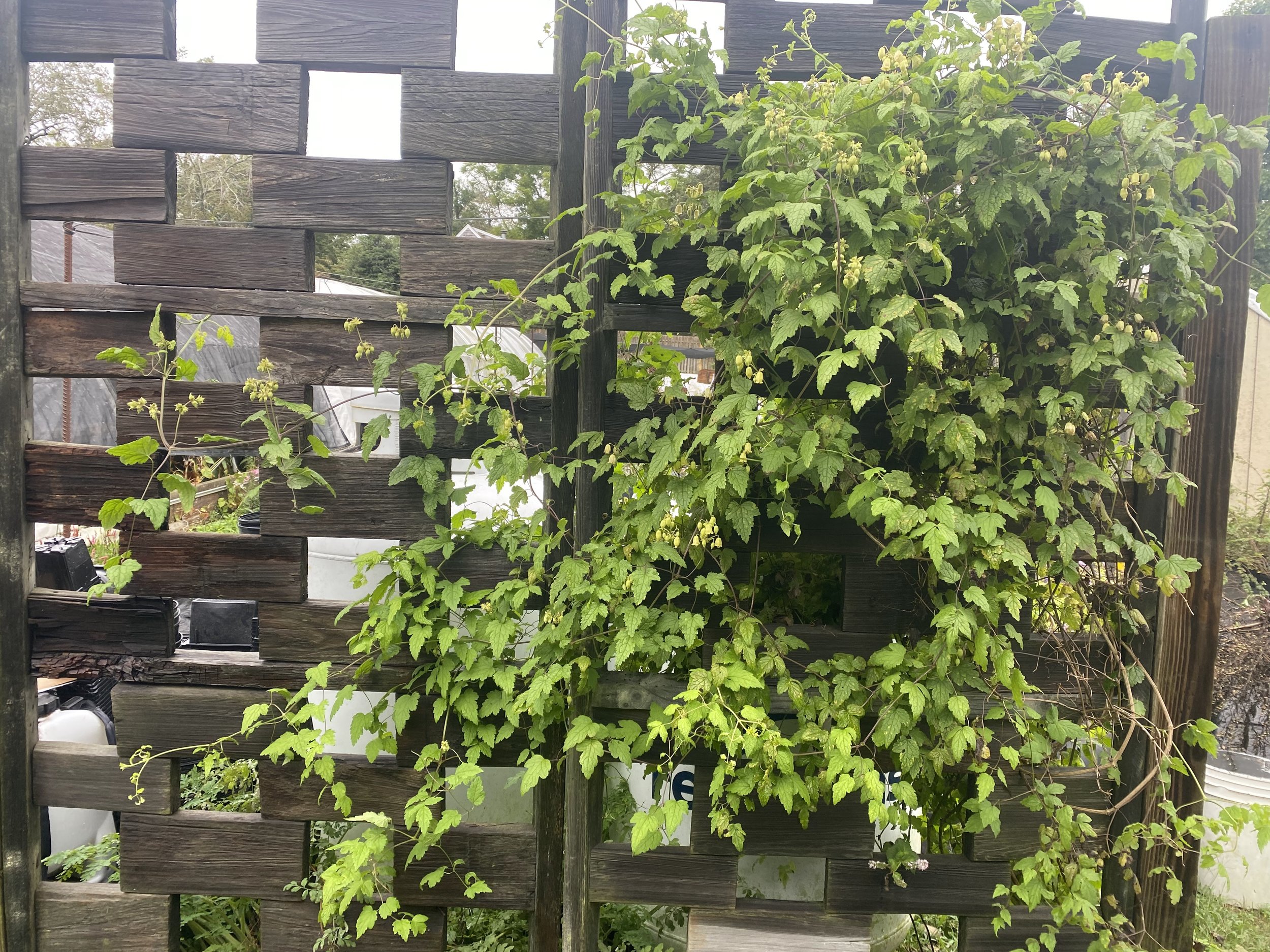 Clematis rehderiana scaffolding.jpeg