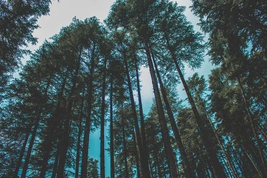 pexels-photo-1350339.jpeg