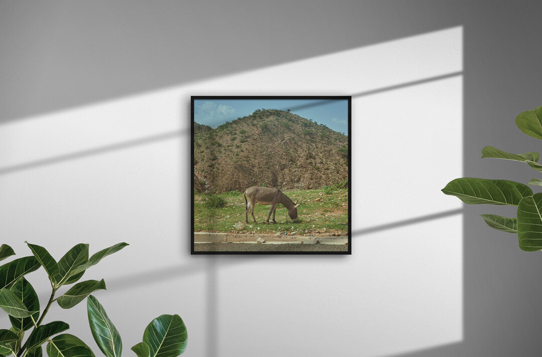 Ass-and-Plains---Square.jpg