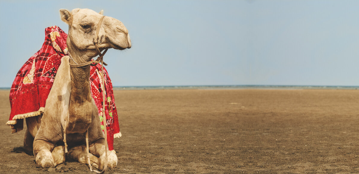 Camel-Talk---Landscape.jpg
