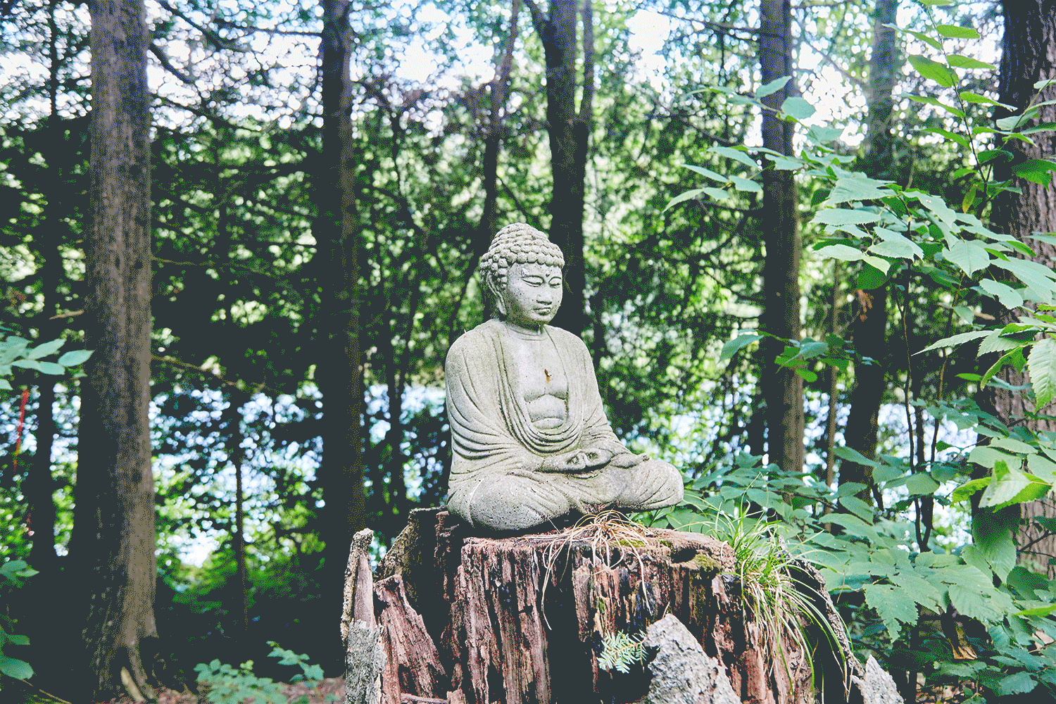 SAMBAranthony - The Buddha Effect - Frame 1 .gif