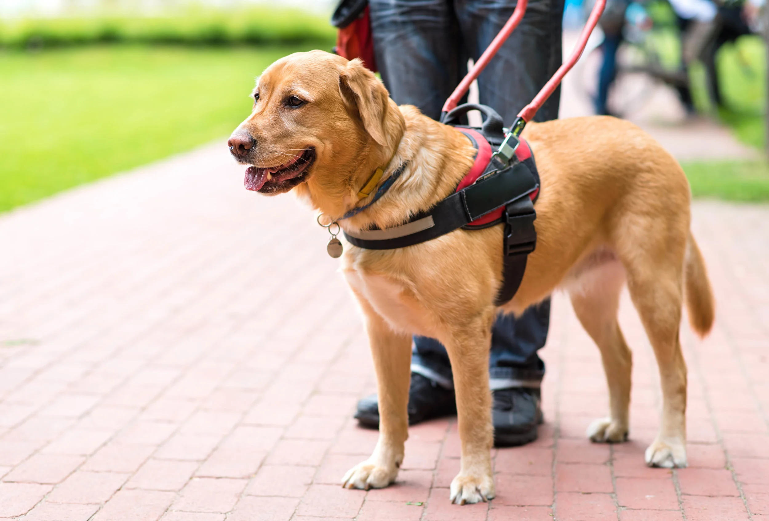 Ladies Luncheon - March 14th - Learning about Service Dogs!