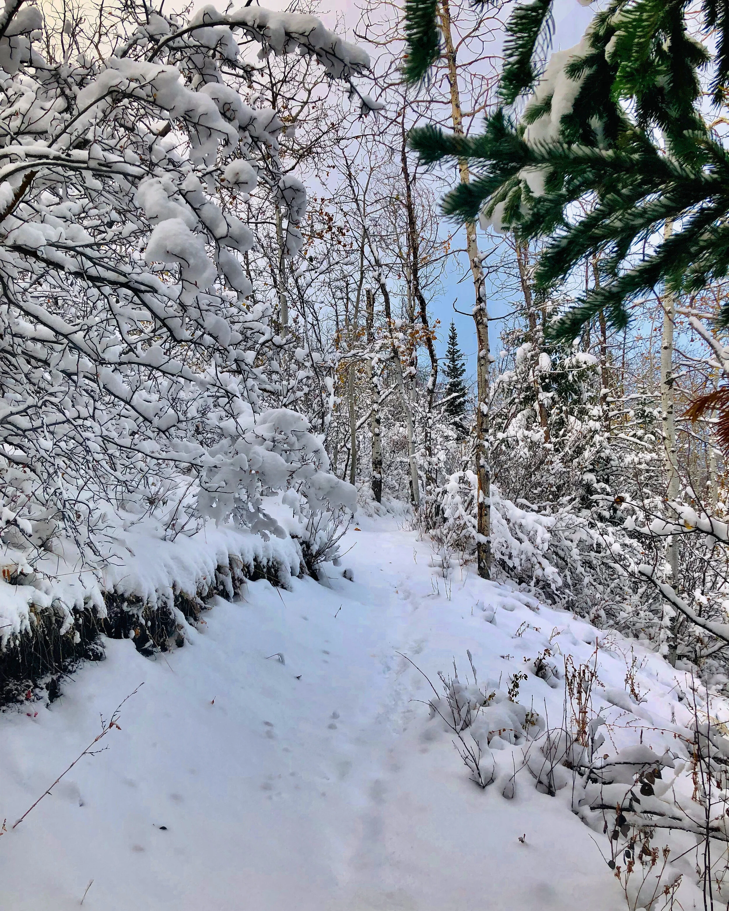Park City Wellness Winter 2020 Newsletter