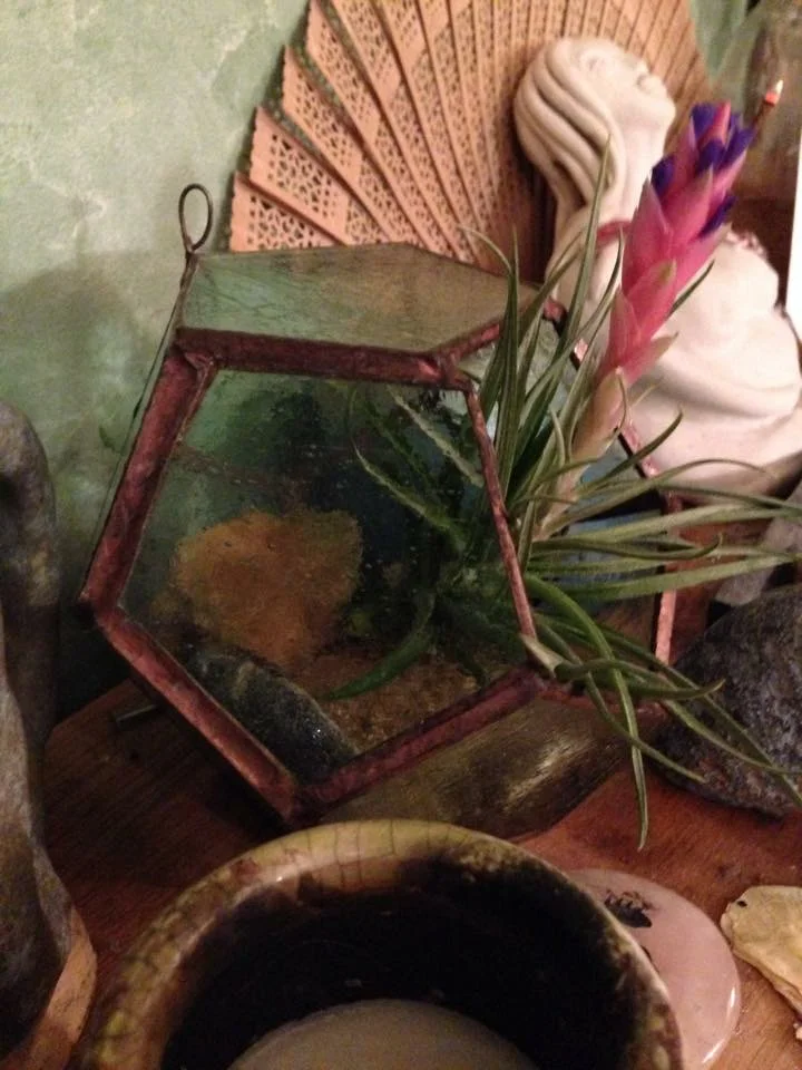 Terrarium all planted up