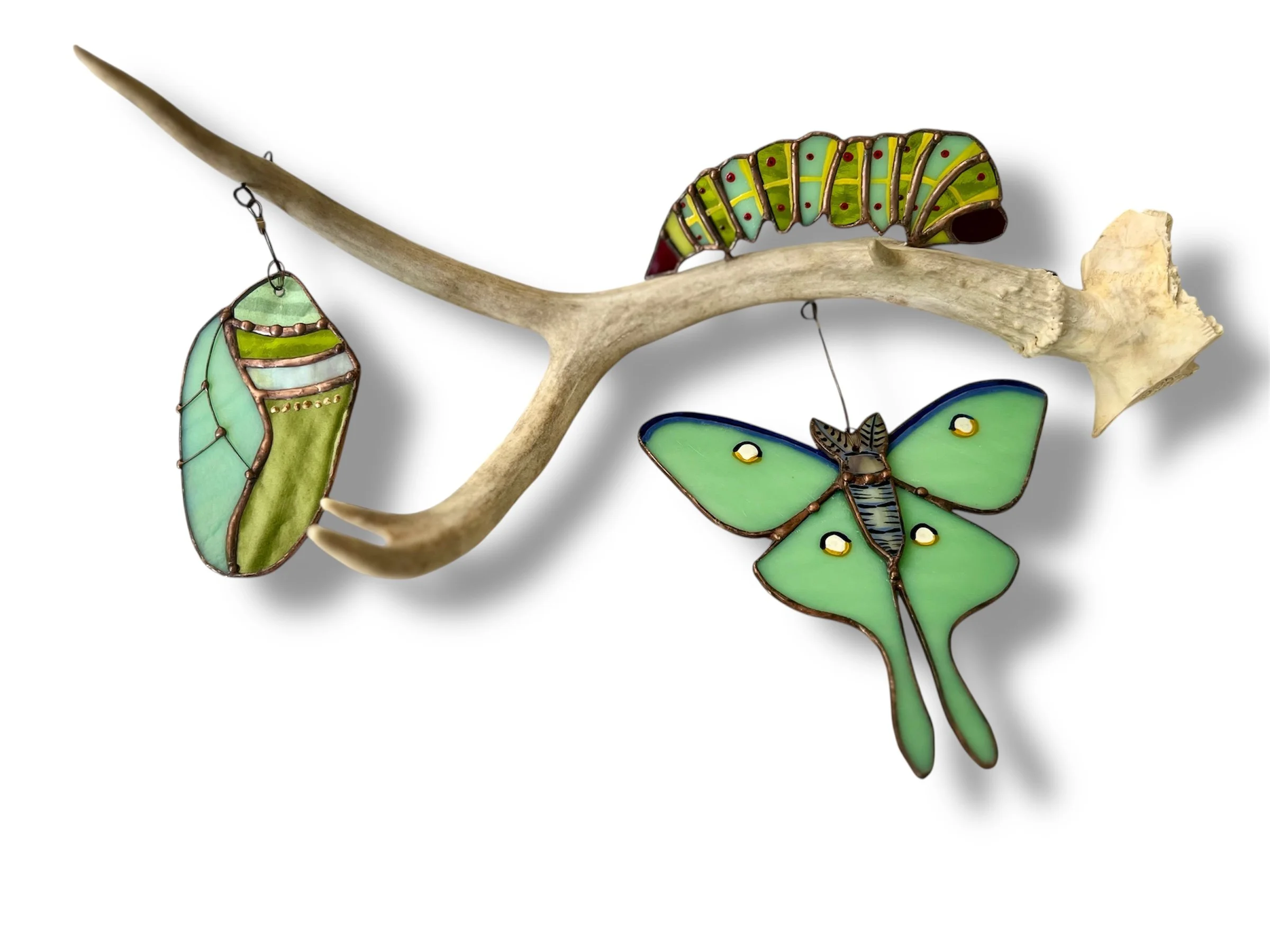 Luna Moth Life Cycle Antler