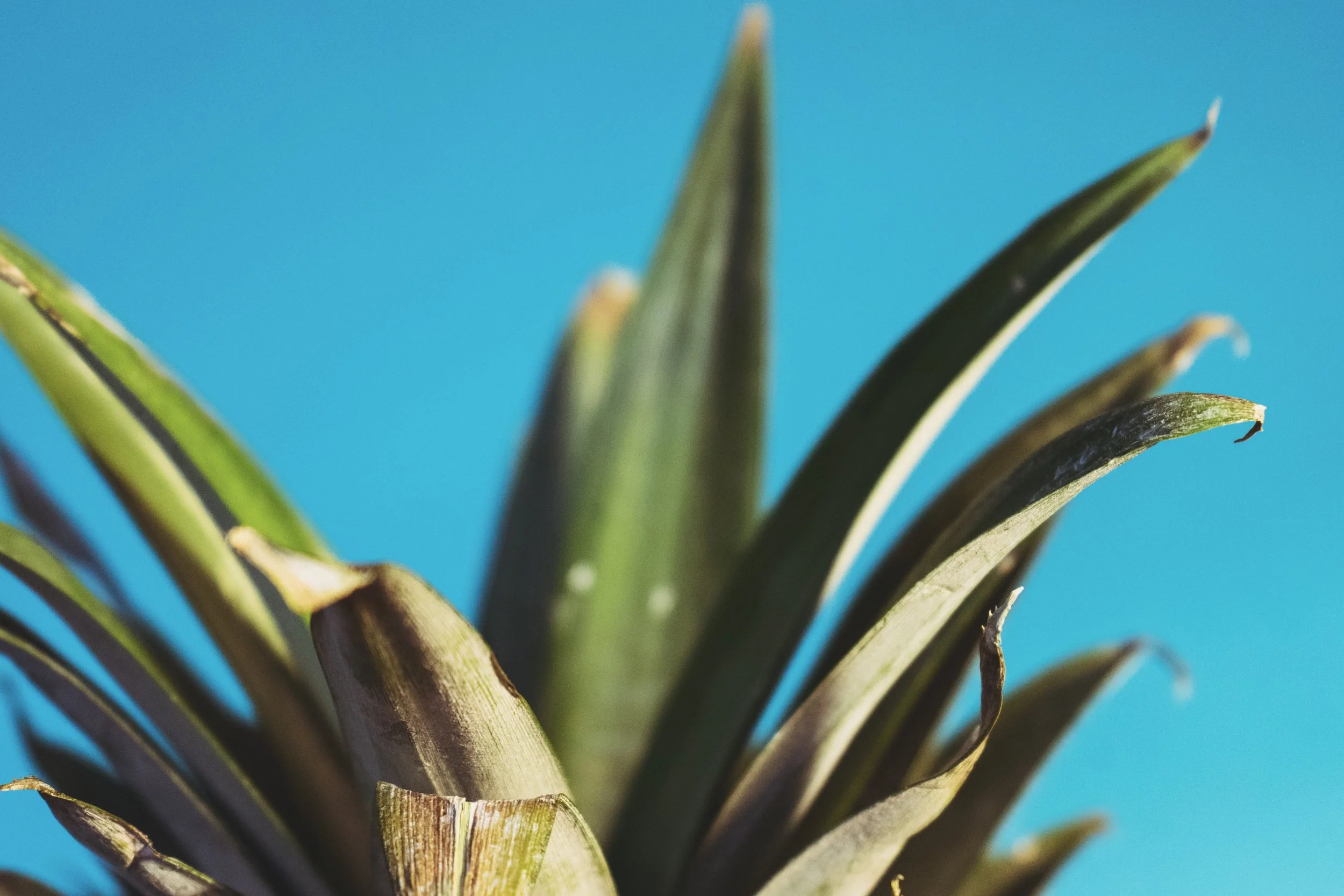 pineapple-supply-co-80949.jpg
