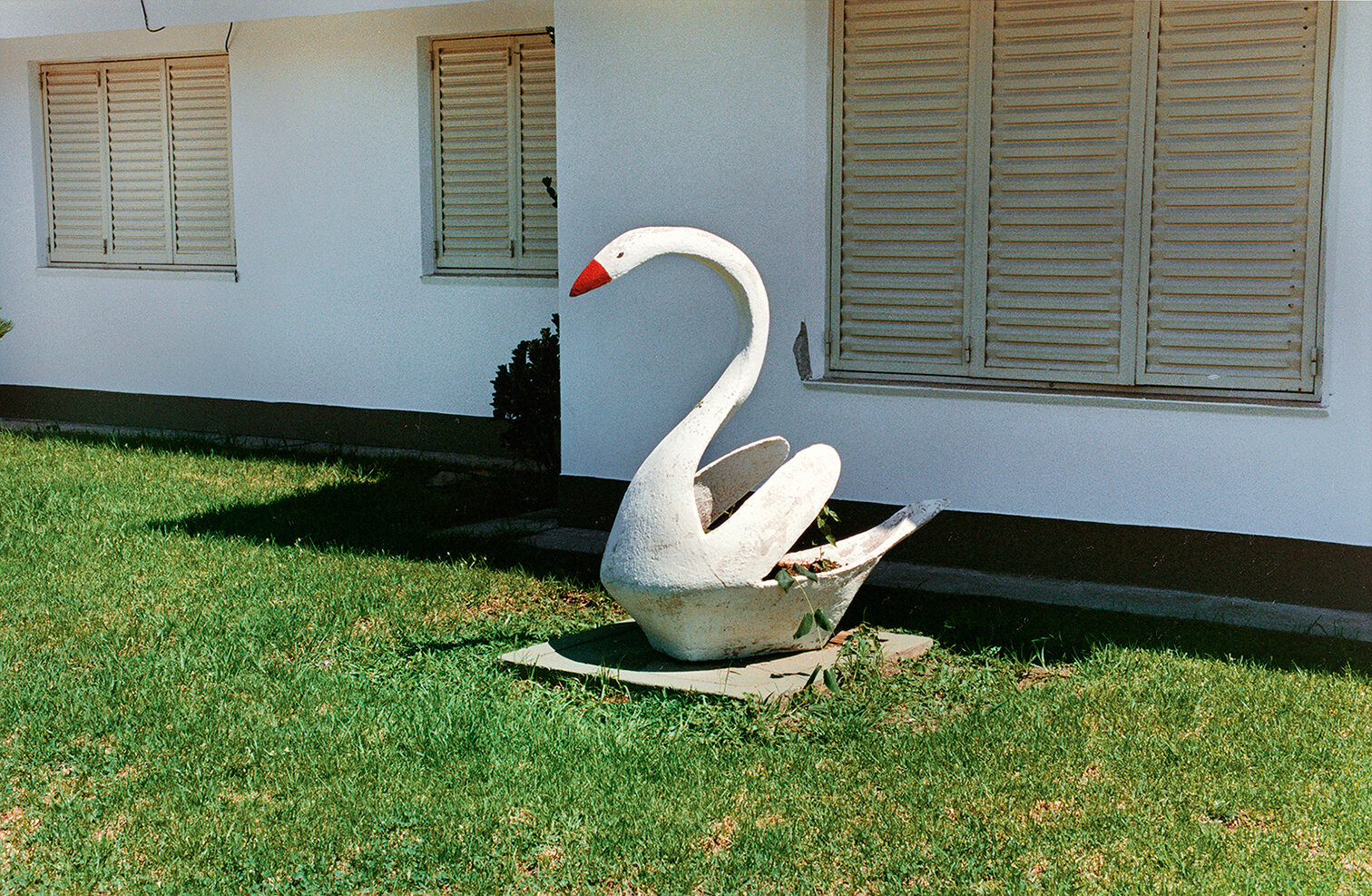 10 Cisne-Swan 2001 copia.jpg