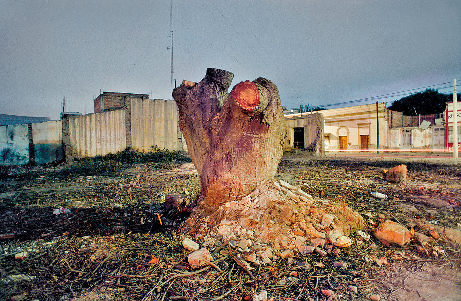 25 Arbol Cortado-A felled tree 2000 copia.jpg