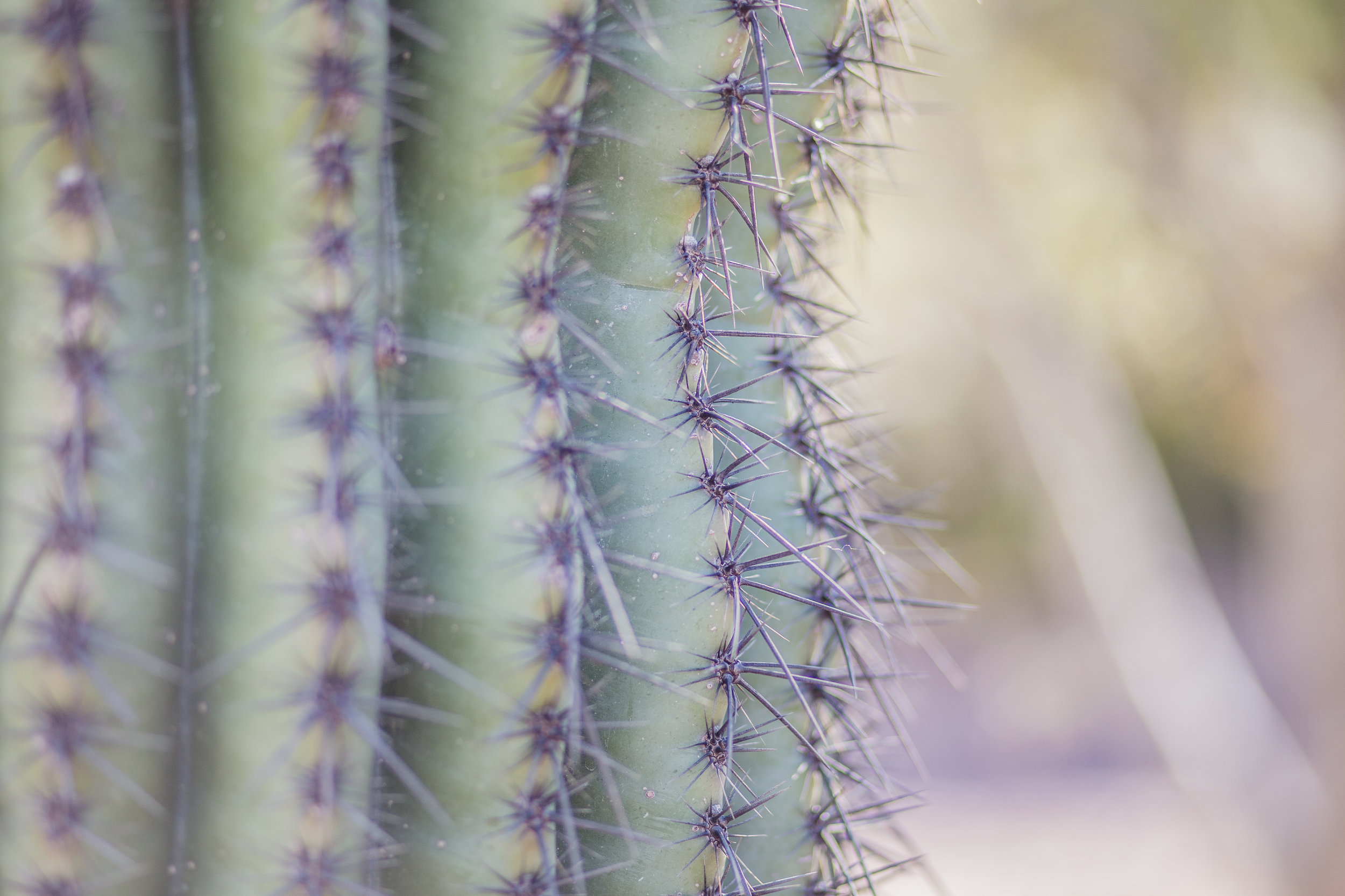 Cactus and Camera-3.jpg
