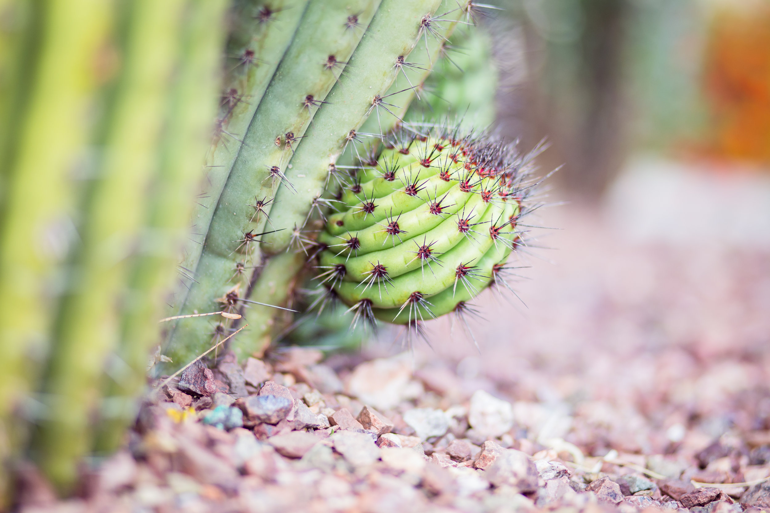 Cactus and Camera-7.jpg