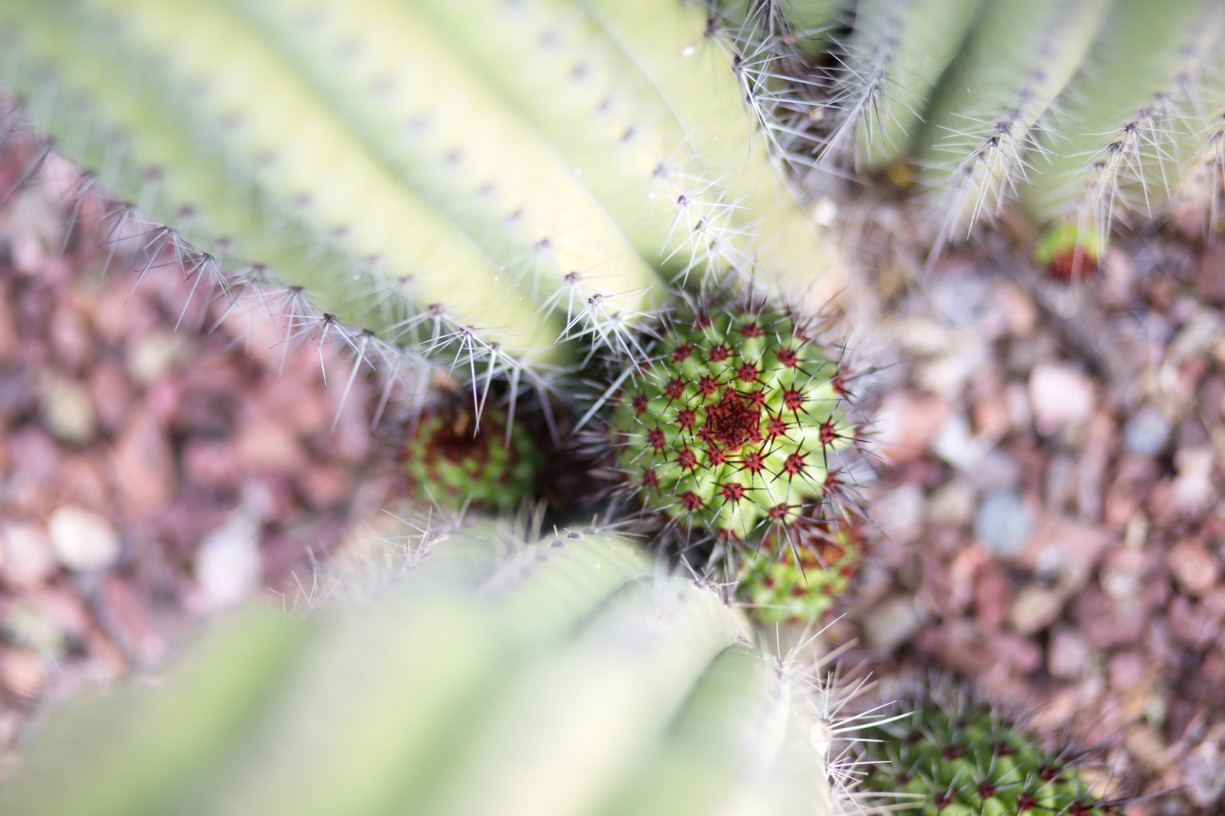 Cactus and Camera-8.jpg