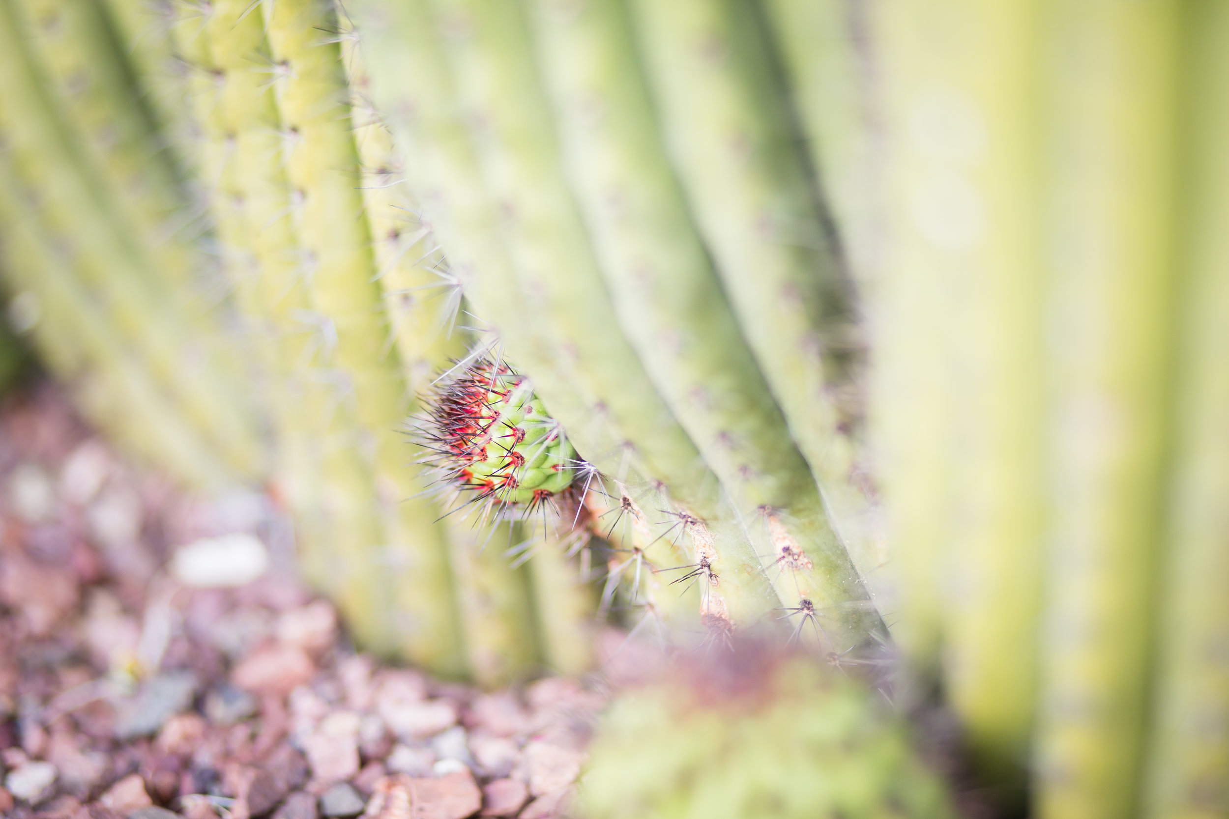 Cactus and Camera-9.jpg