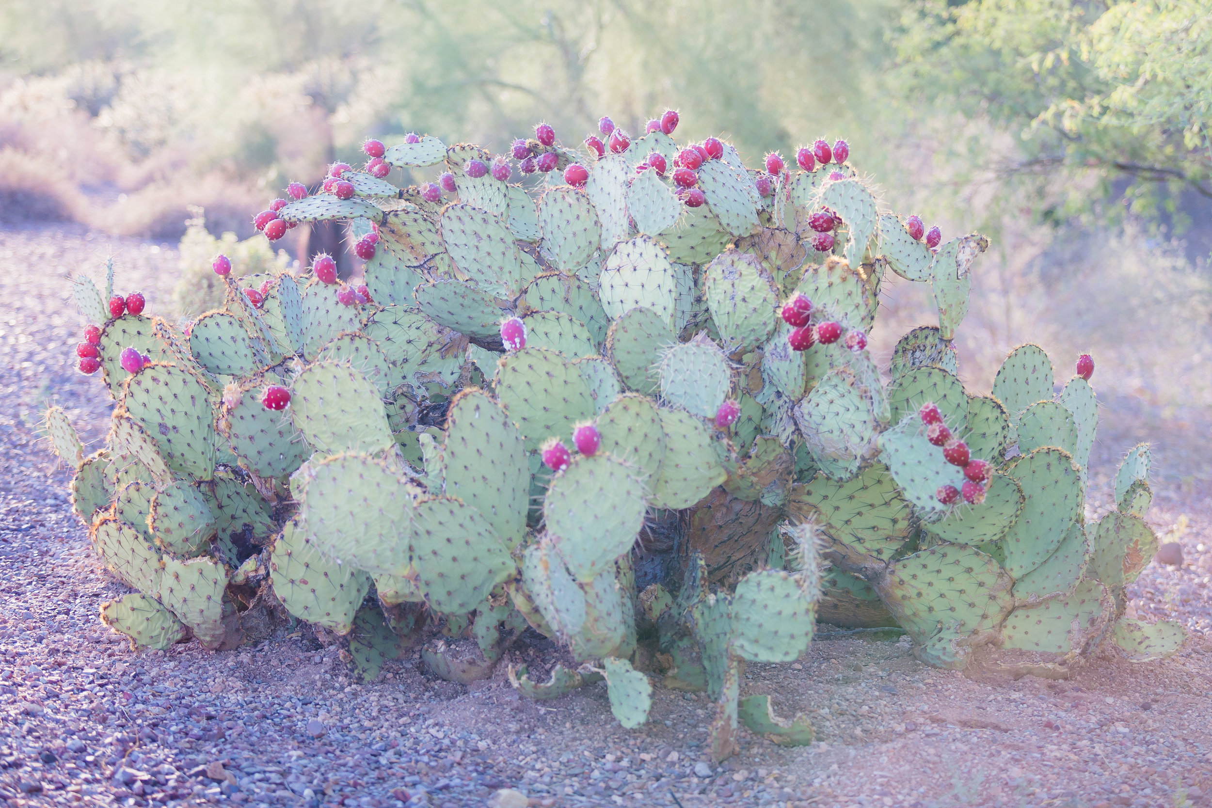 Cactus and Camera-p-1.jpg