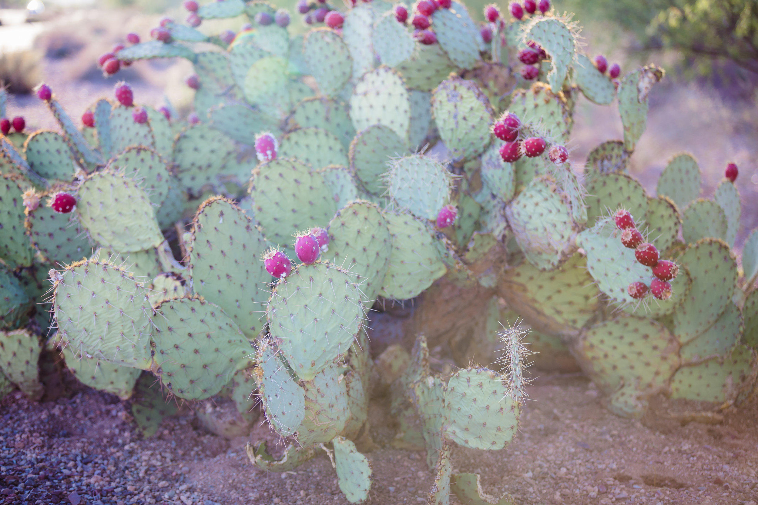 Cactus and Camera-p-2.jpg