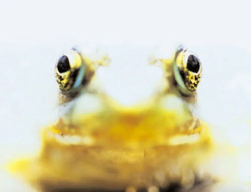 ba-frog-home.jpg