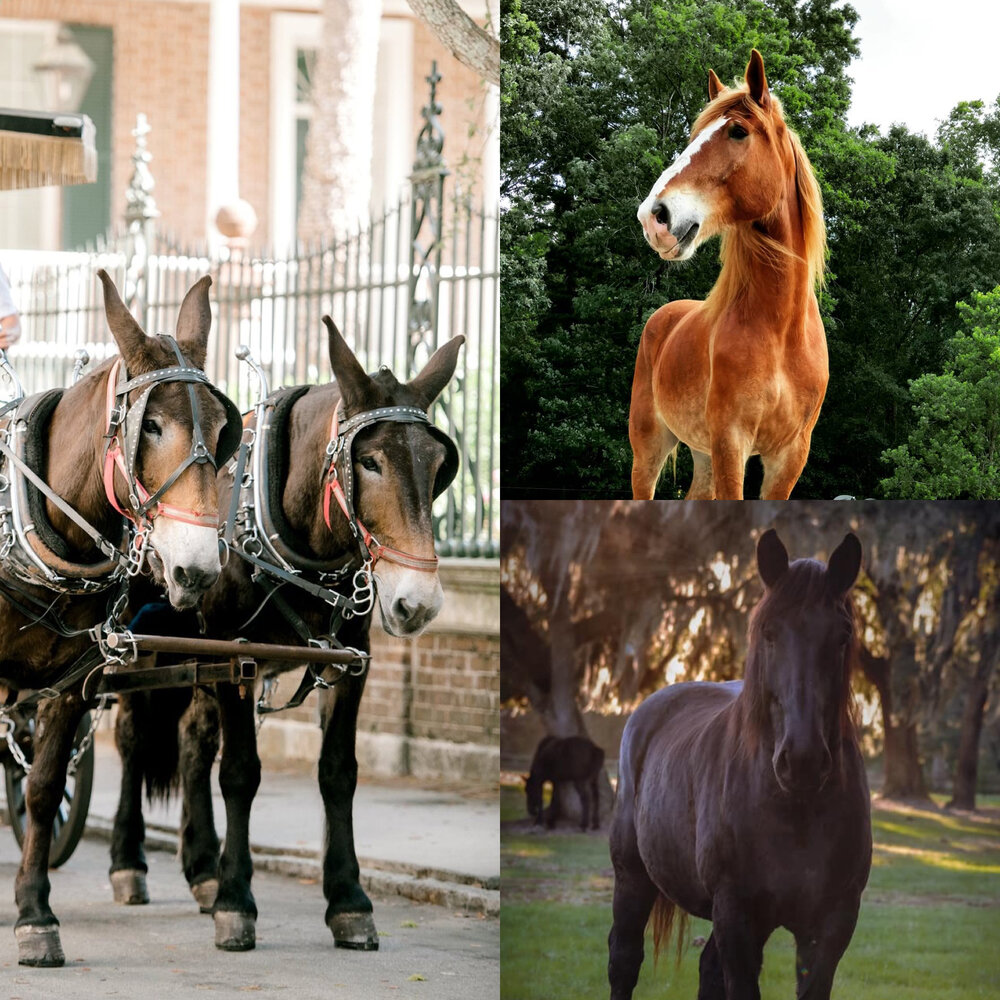 A History of Carriage Animal Breeds and Why They Come to Pull Carriages —  Charleston CARES