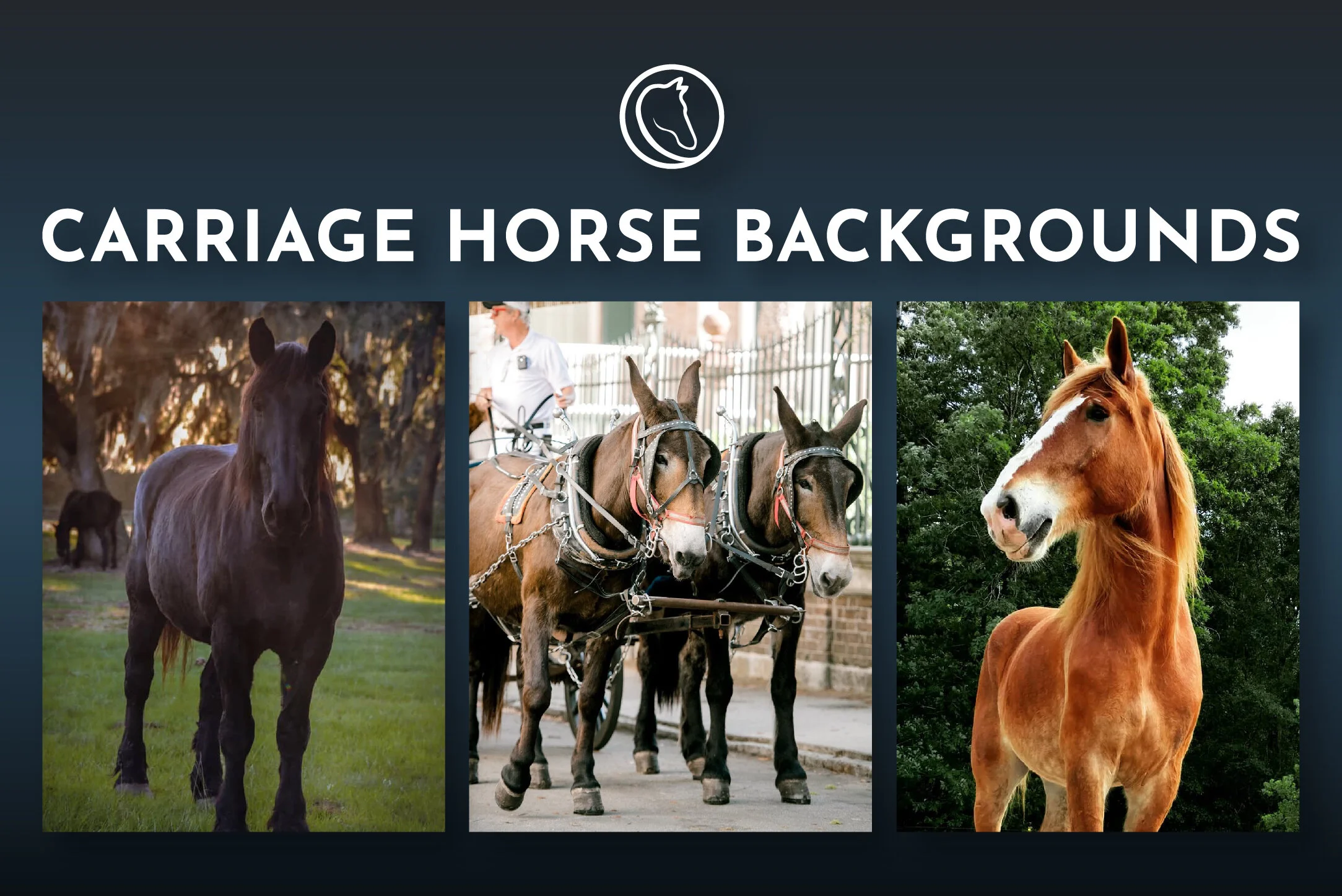 A History of Carriage Animal Breeds and Why They Come to Pull Carriages