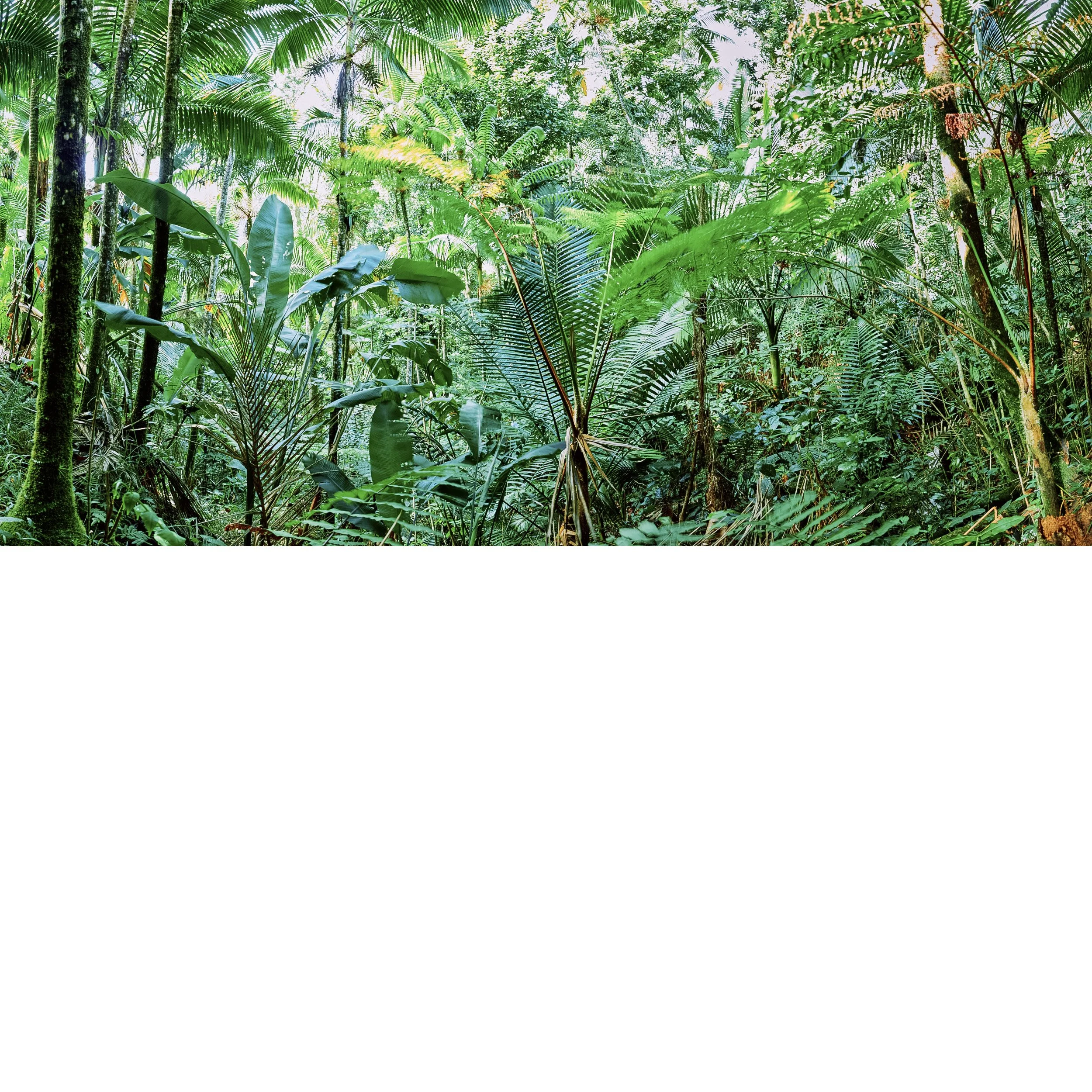 ForestBathing-2 copy.jpg