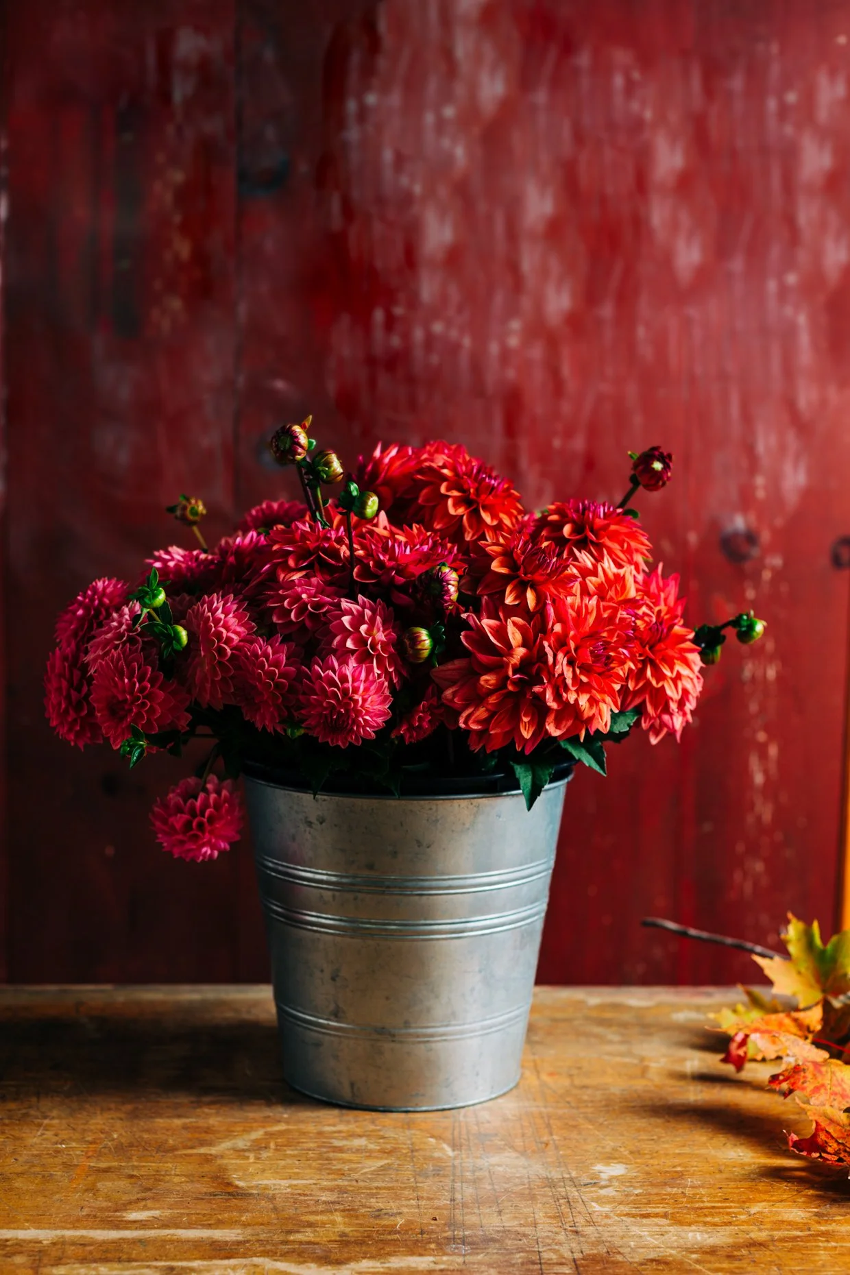 A metal pail filled with red and pink dahlias sitting on a wooden surface with a red textured background and fallen autumn leaves on the side.
