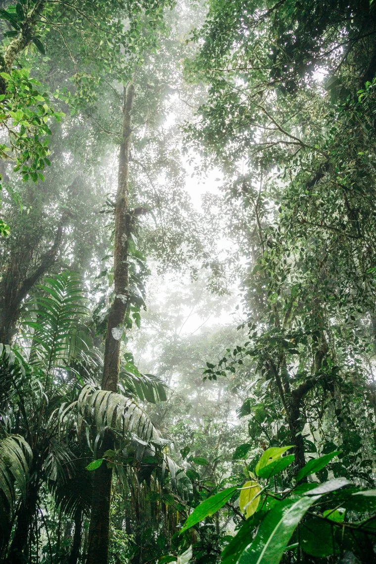 Dense, lush rainforest with tall trees and thick green foliage, sunlight filtering through the canopy, creating a misty atmosphere.