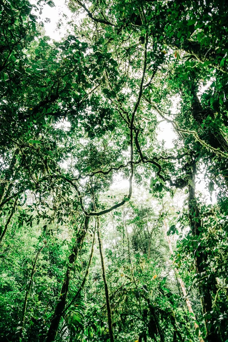 Dense green jungle canopy with sunlight filtering through the leaves and tangled branches.