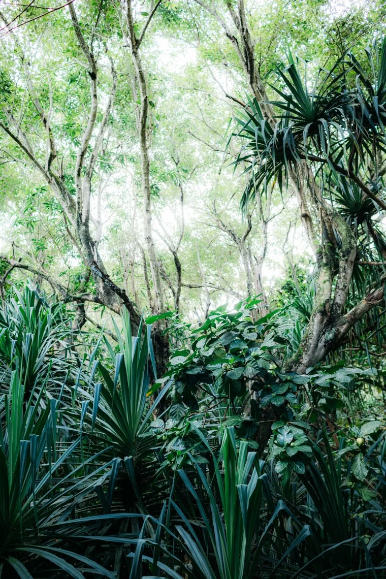 Dense tropical forest with green foliage, tall trees, and leafy plants with sunlight filtering through the canopy.