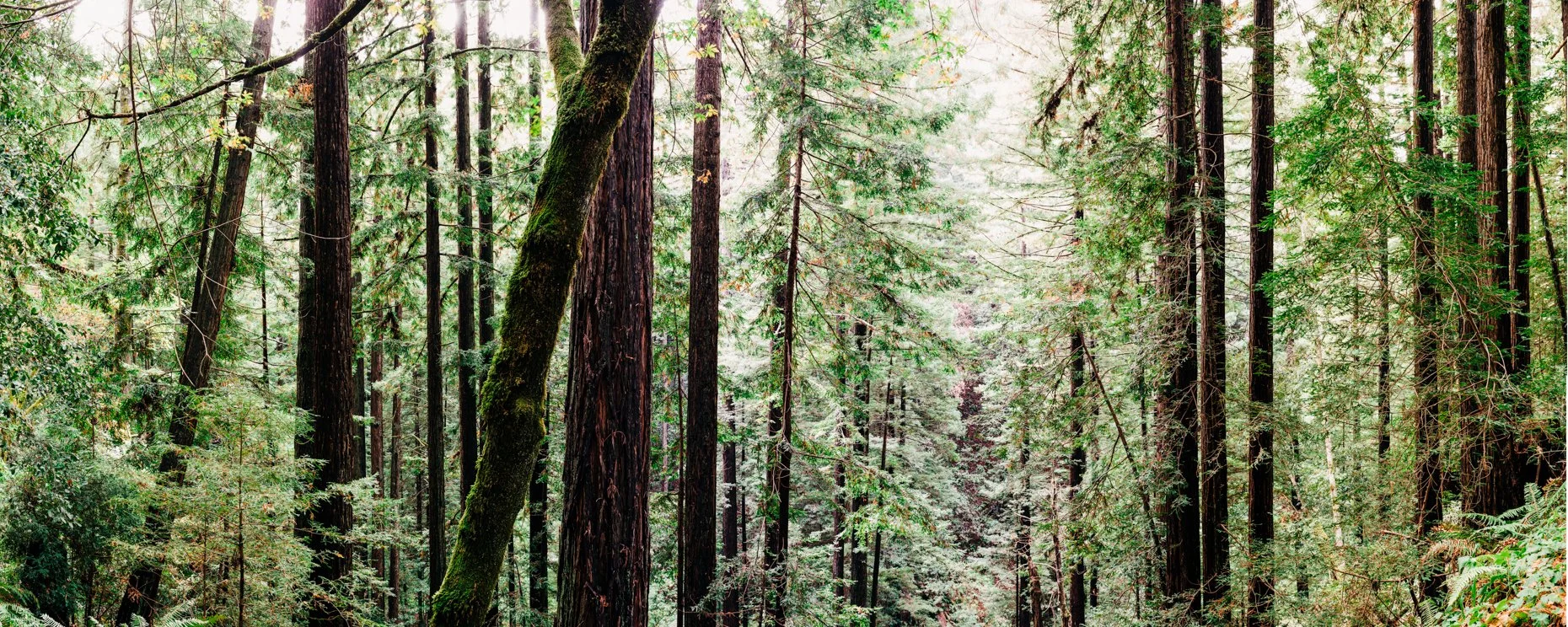 Dense forest with tall redwood trees, green foliage, and moss-covered trunks