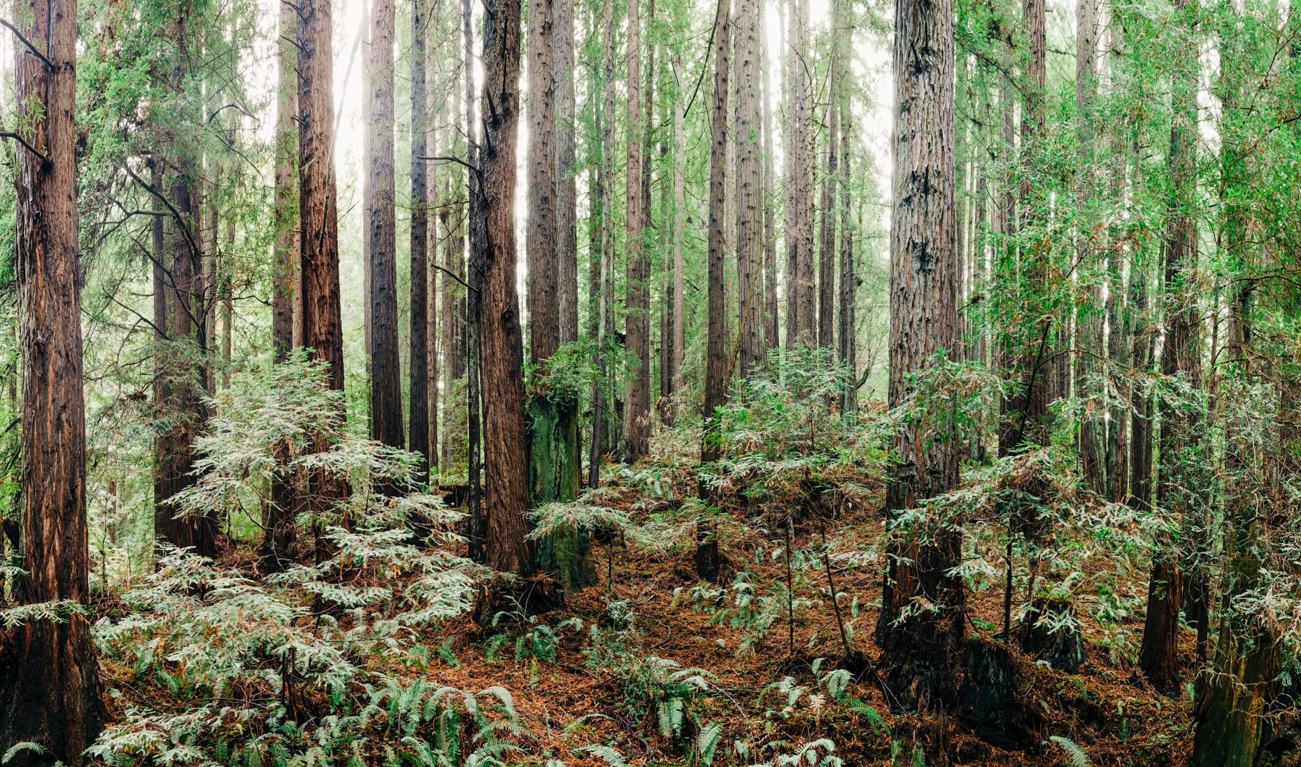 Dense forest with tall trees, green foliage, and a forest floor covered in brown leaves and plants.