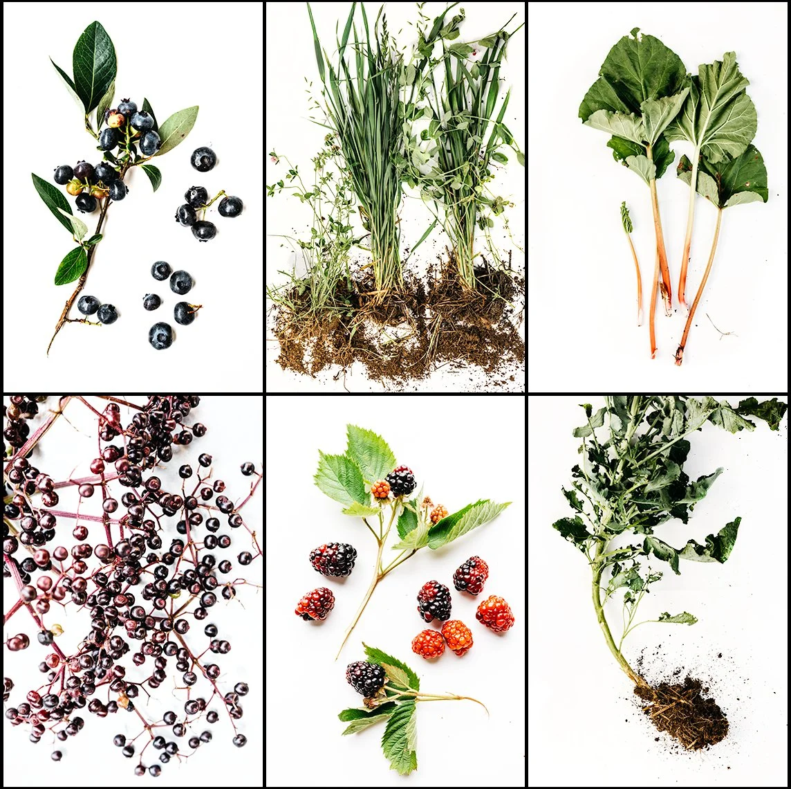A collage of plants and berries: top row left features a branch with dark berries and green leaves; top row center shows uprooted grass plants with roots and soil; top row right has green, leafy vegetable stems with large serrated leaves. bottom row 