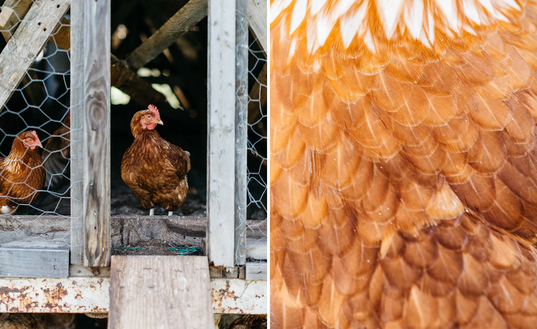 Close-up of chickens inside and feathers on the body of a chicken.