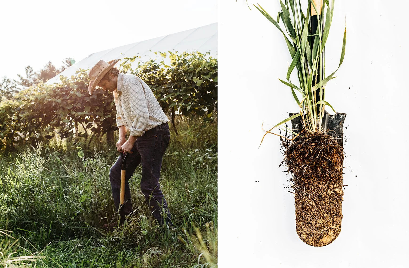 Side-by-side image of a man with a hat planting grass and green plants in soil outdoors and a close-up of a grass plant with roots in soil on a white background.