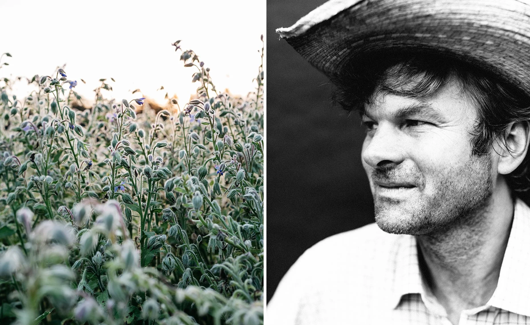A split image with a close-up of a field of blooming purple and green plants on the left, and a black-and-white portrait of a man wearing a wide-brimmed hat on the right.