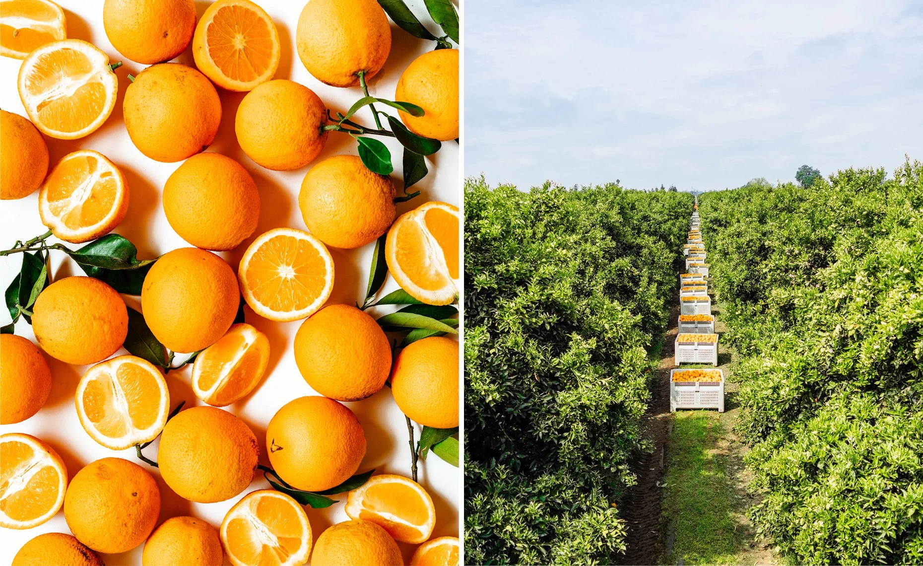Fresh oranges, some halved or sliced, with green leaves on a white background on the left; orange crates filled with oranges in an orchard with green trees and a cloudy sky on the right.