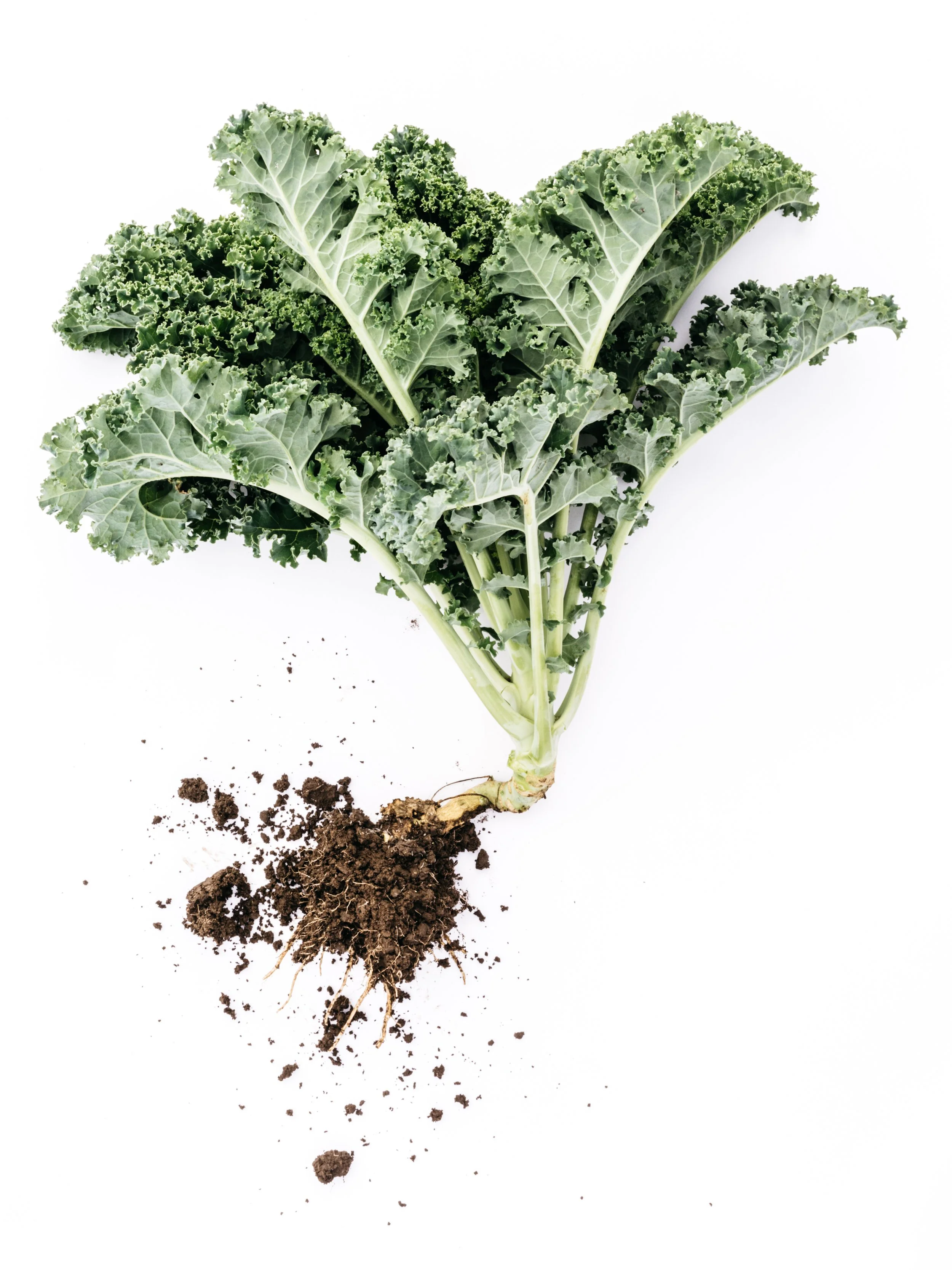 Fresh kale leaf with roots and soil on white background