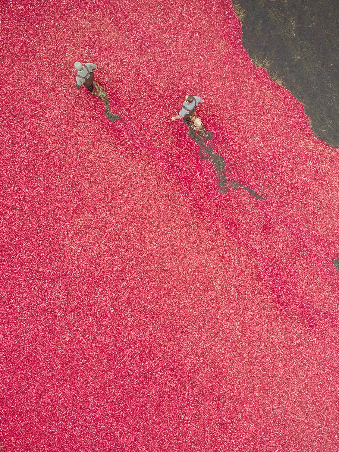 Two workers walking cranberry bog filled with floating cranberries.