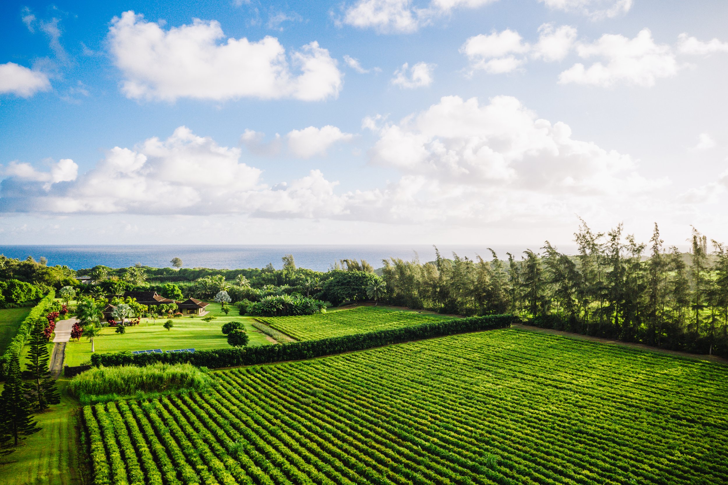 Lush green farmland with organized rows of turmeric and ginger, trees, and a distant view of the ocean under a partly cloudy sky.
