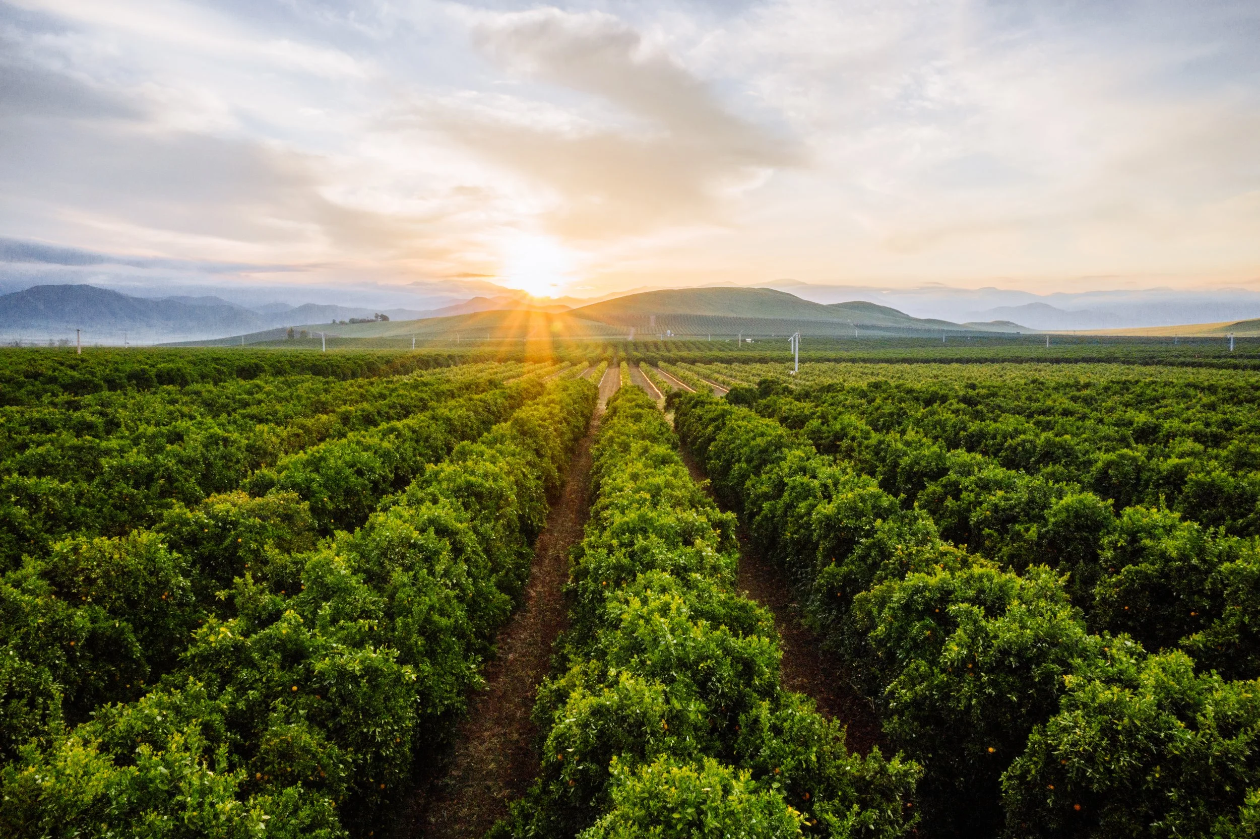 Sunset over green, neatly arranged rows of citrus trees in an orchard with mountains in the distance.