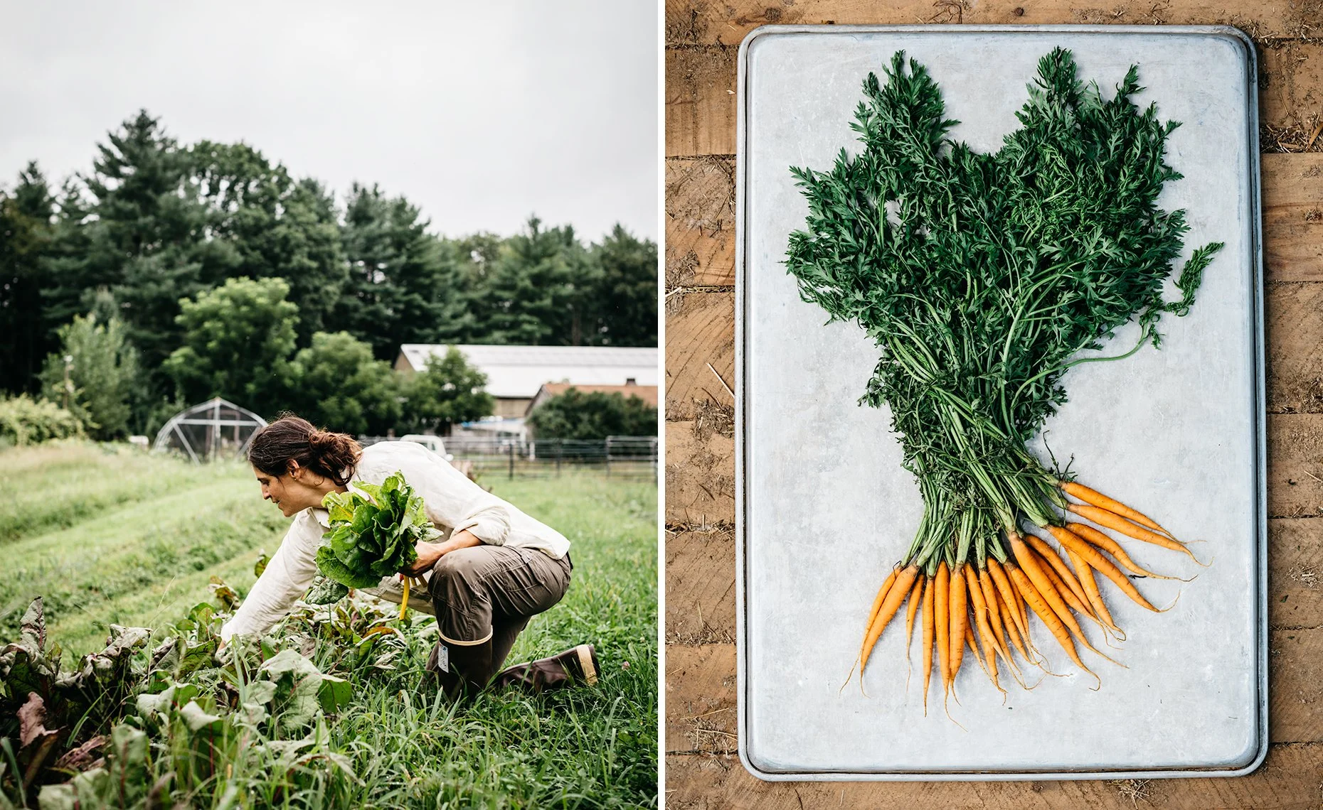 A woman harvesting vegetables in a farm and a tray of fresh carrots with leafy tops