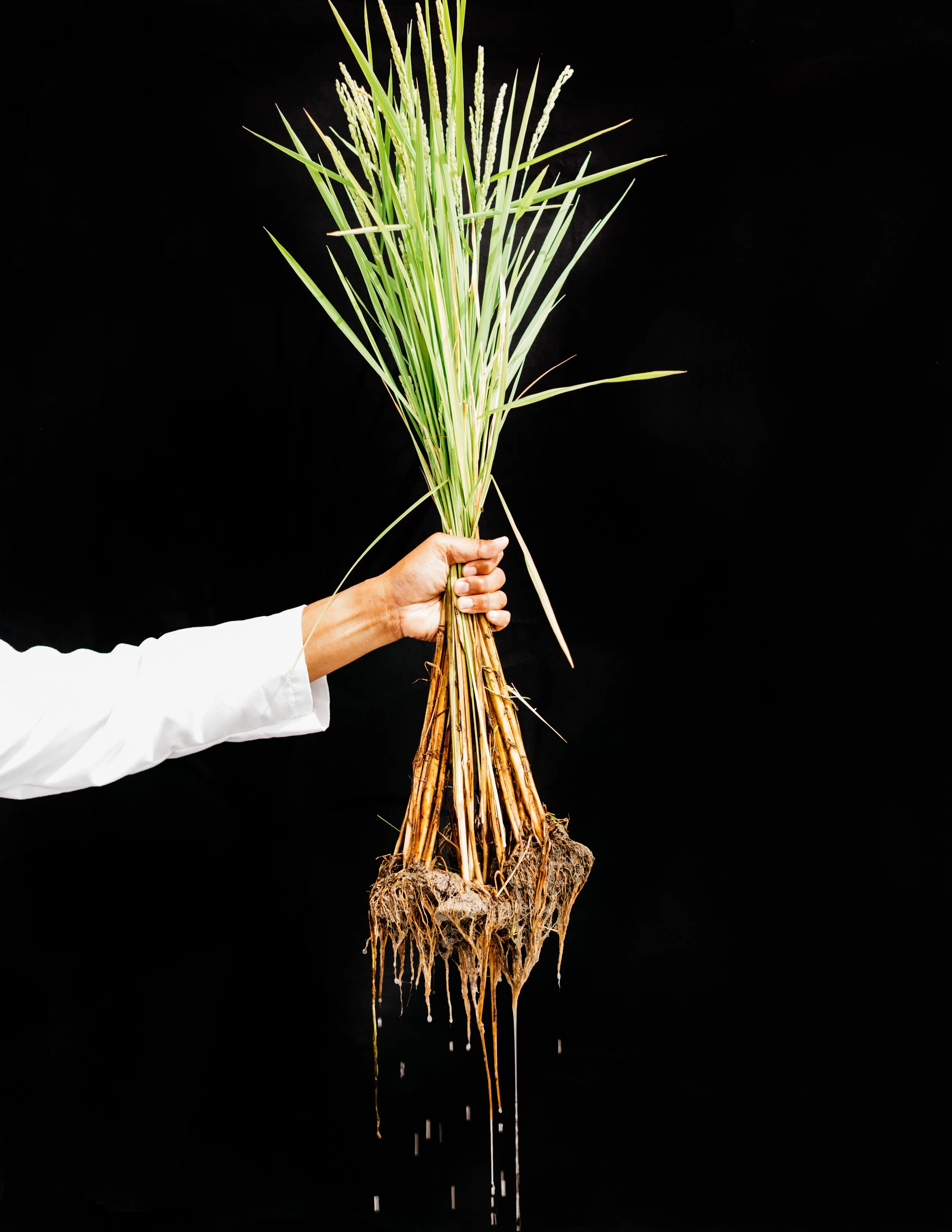 Person holding a rice plants against a black background.