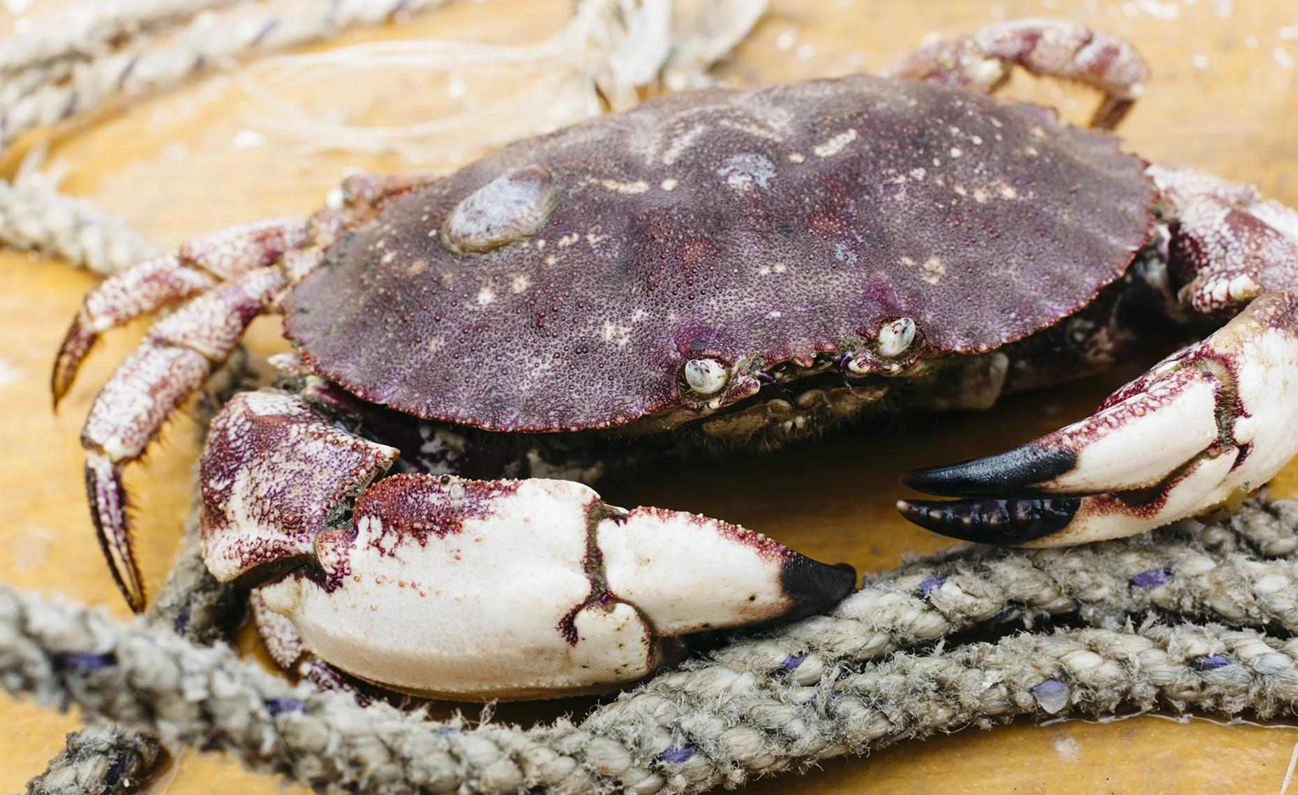 A live brown crab with white claws and black-tipped claws lying on a wooden surface with a tangled rope nearby.