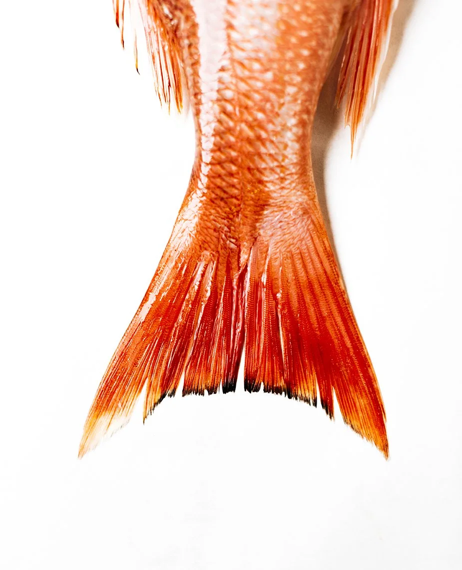 Close-up of a red fish tail against a white background