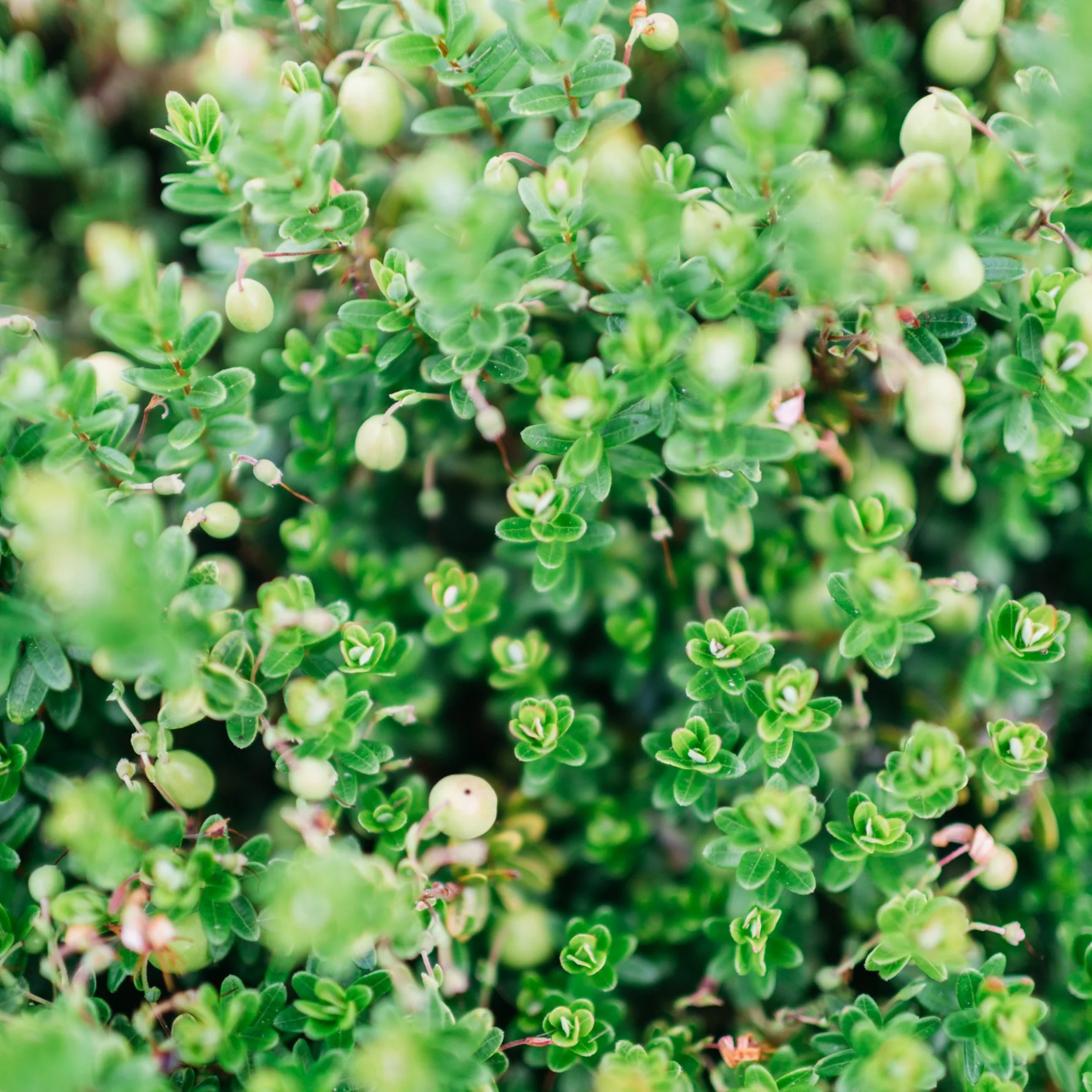 Close-up of green leaves and small white berries on a dense shrub.