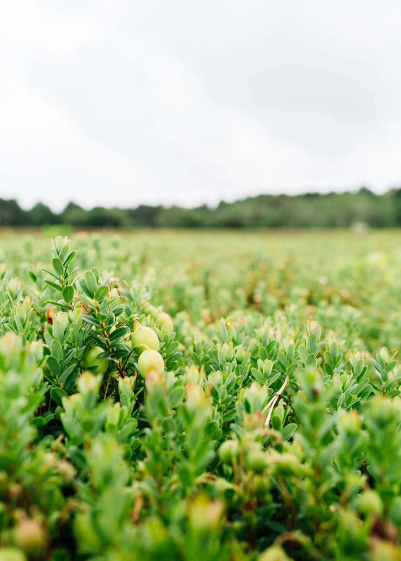 A lush green blueberry field with unripe blueberries under a cloudy sky.