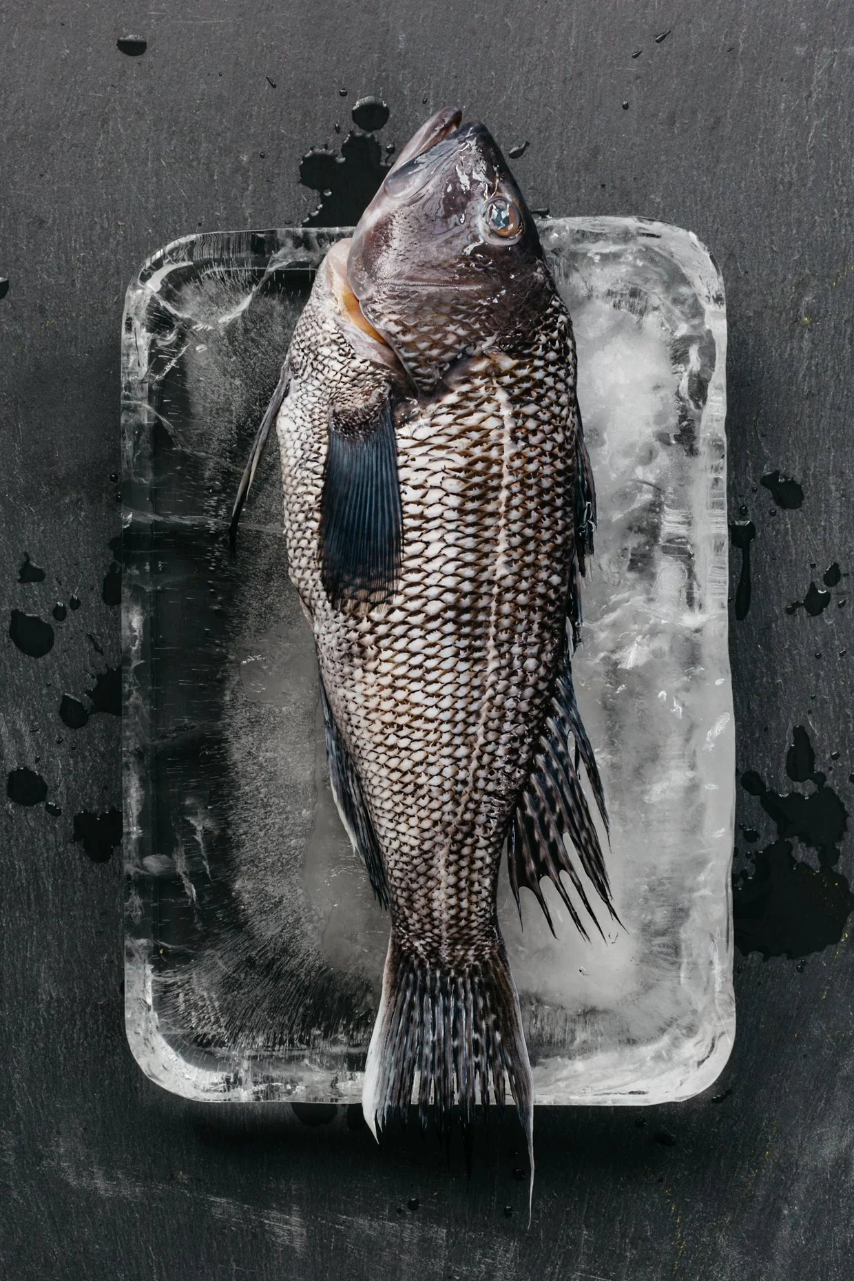 A whole, fresh fish lying on a bed of ice in a glass container, with ice and some water visible on a dark surface.