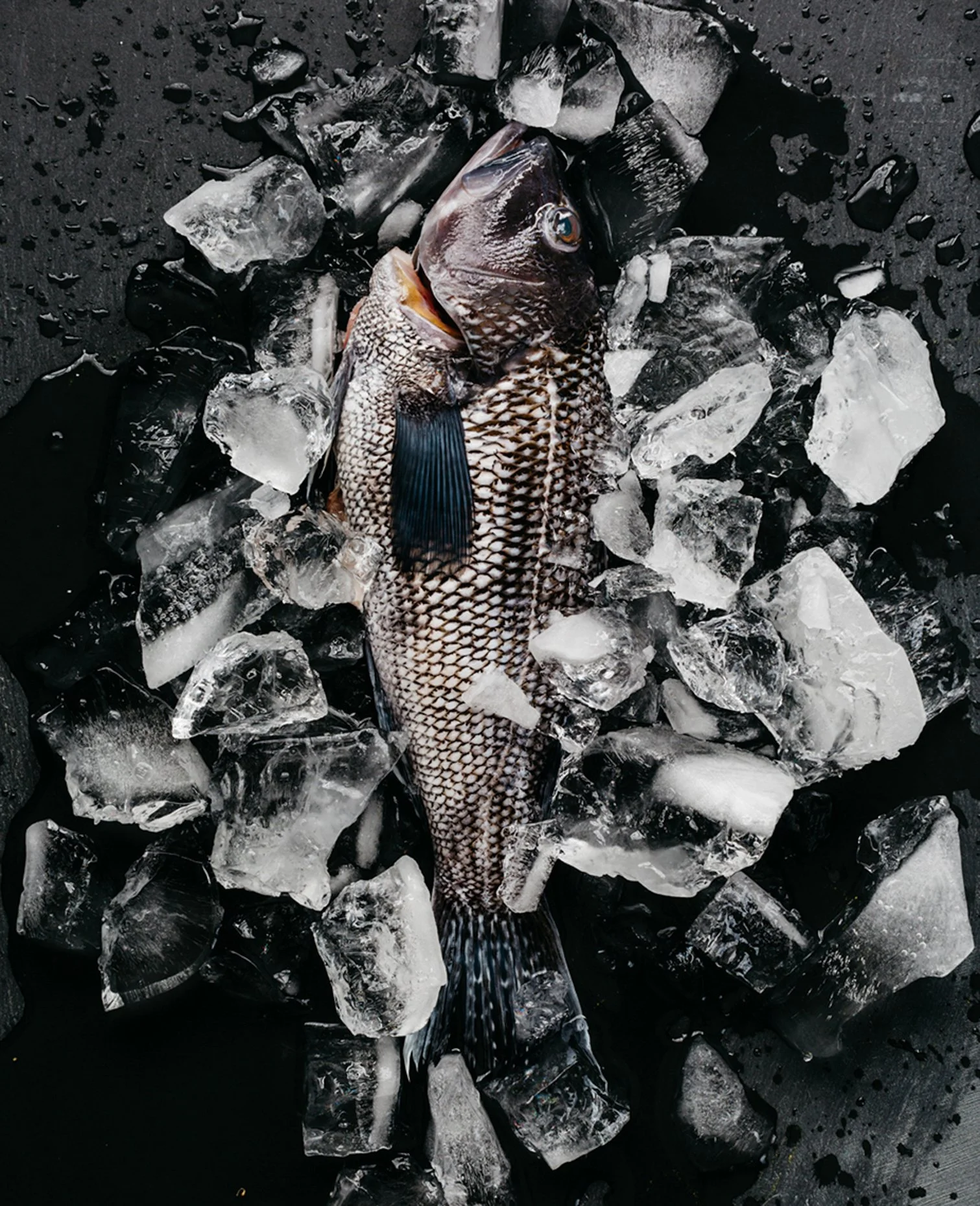 A fish resting on ice cubes against a dark background.